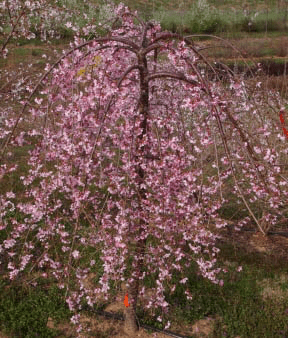 Prunus 'Pink Cascade' Weeping Pink Flowering Cherry Tree