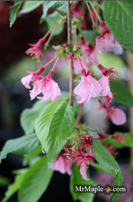 Prunus 'Pink Cascade' Weeping Pink Flowering Cherry Tree