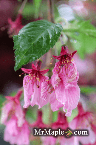Prunus 'Pink Cascade' Weeping Pink Flowering Cherry Tree