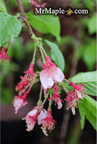 Prunus 'Pink Cascade' Weeping Pink Flowering Cherry Tree