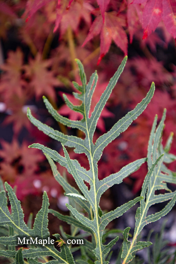 - Quercus robur 'Filicifolia' Cutleaf English Oak - Mr Maple │ Buy Japanese Maple Trees