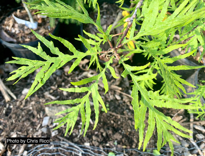 - Quercus robur 'Filicifolia' Cutleaf English Oak - Mr Maple │ Buy Japanese Maple Trees