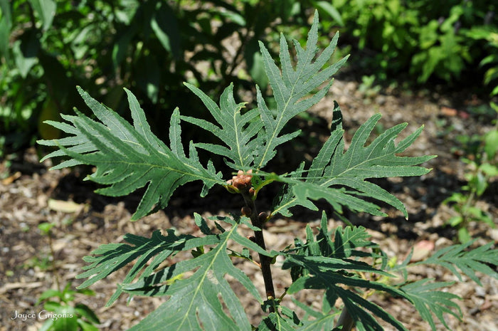 - Quercus robur 'Filicifolia' Cutleaf English Oak - Mr Maple │ Buy Japanese Maple Trees