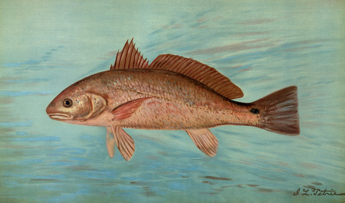 Red Drum (Scioena ocellata) by John L. Petrie, 1898