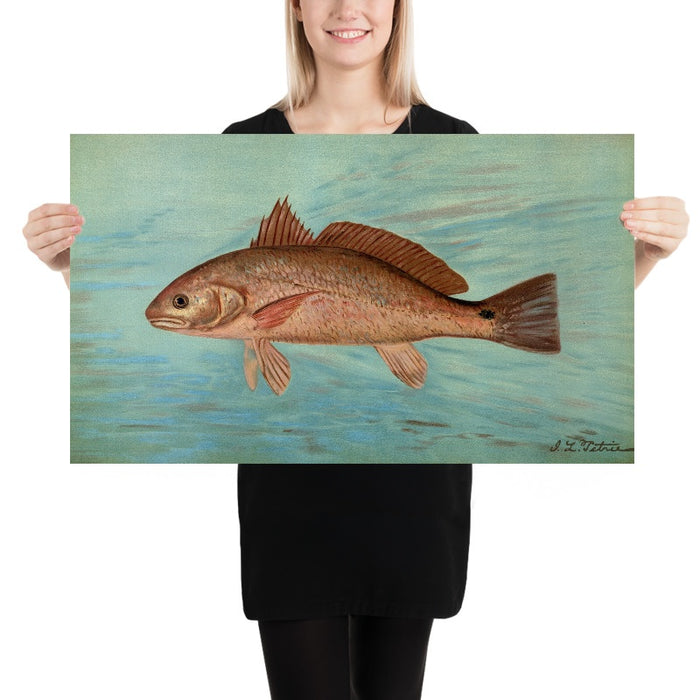 Red Drum (Scioena ocellata) by John L. Petrie, 1898