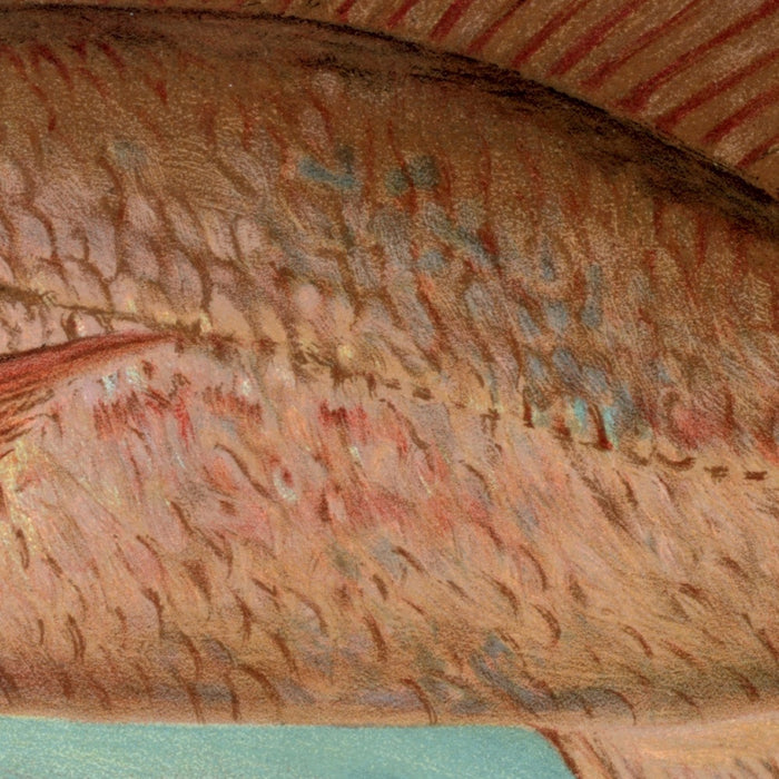 Red Drum (Scioena ocellata) by John L. Petrie, 1898