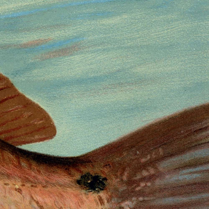 Red Drum (Scioena ocellata) by John L. Petrie, 1898