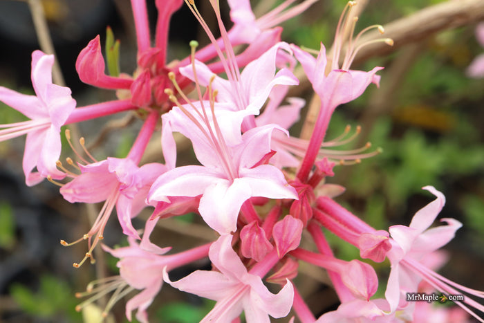 Rhododendron canescens 'Varnadoe's Pink' Azalea