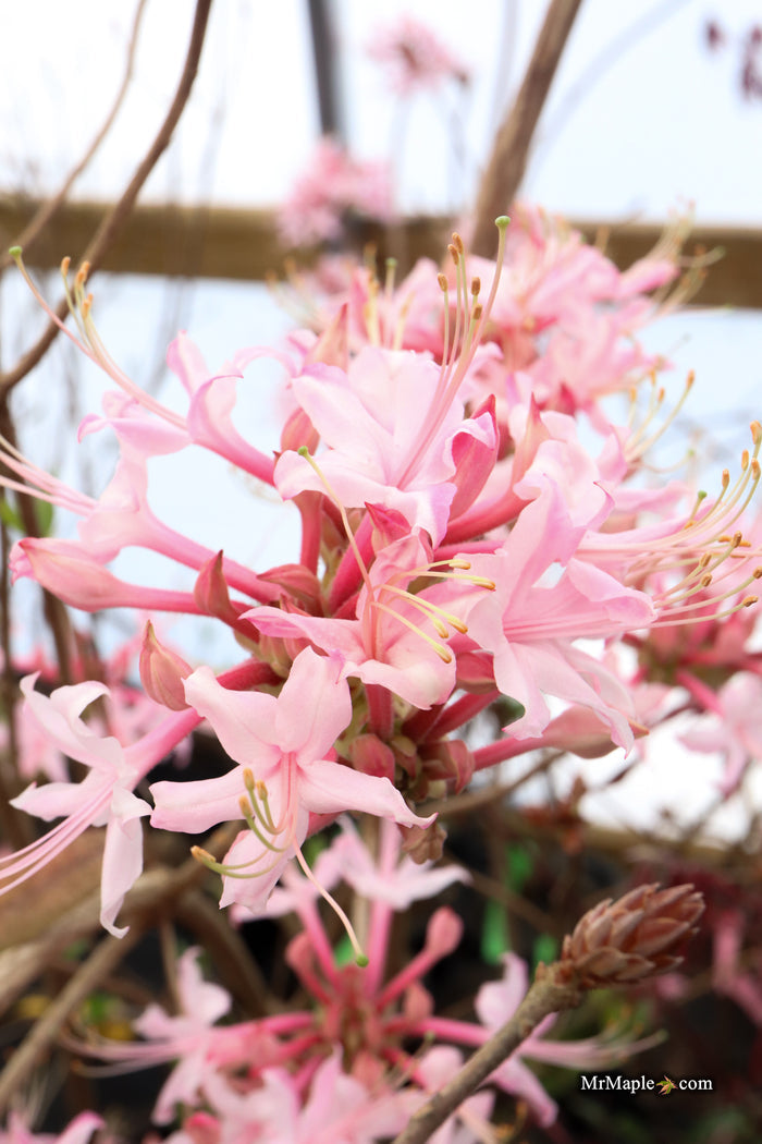 Rhododendron canescens 'Varnadoe's Pink' Azalea