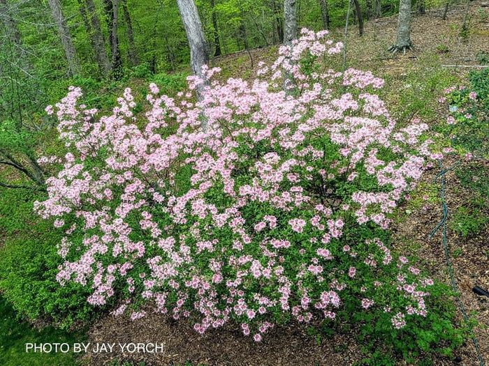 - Rhododendron canescens 'Varnadoe's Pink' Azalea - Mr Maple │ Buy Japanese Maple Trees