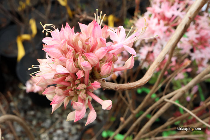 Rhododendron canescens 'Varnadoe's Pink' Azalea