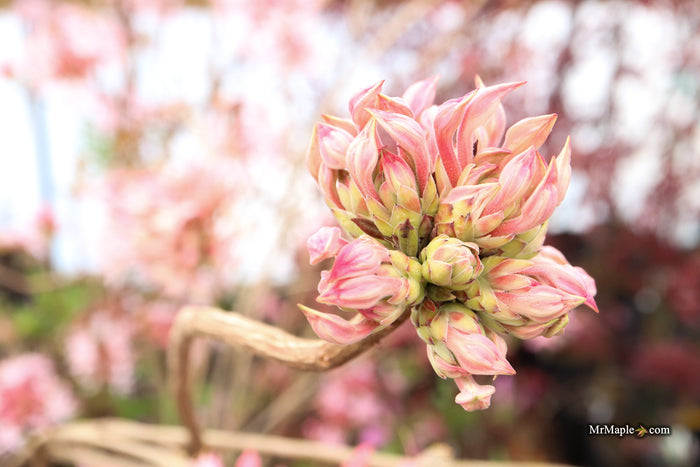 Rhododendron canescens 'Varnadoe's Pink' Azalea