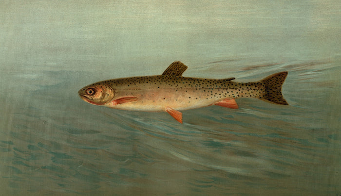 Rocky Mountain Trout (Salmo mykiss) by John L. Petrie, 1898