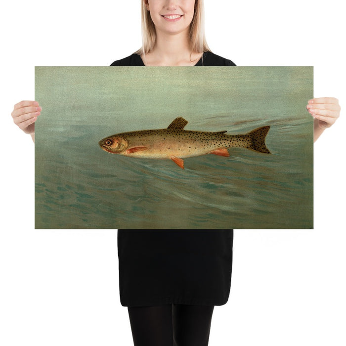 Rocky Mountain Trout (Salmo mykiss) by John L. Petrie, 1898