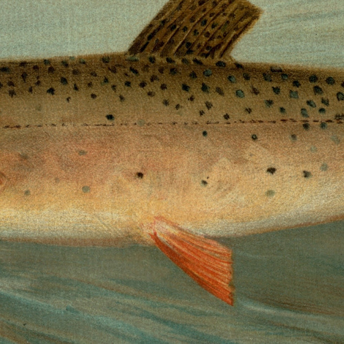 Rocky Mountain Trout (Salmo mykiss) by John L. Petrie, 1898