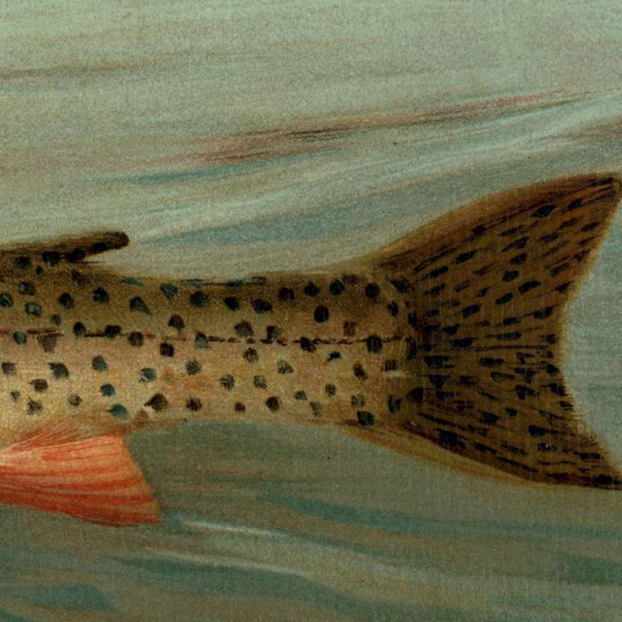 Rocky Mountain Trout (Salmo mykiss) by John L. Petrie, 1898