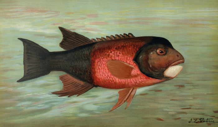 Sacramento Pike (Ptychocheilus oregonensis) by John L. Petrie, 1898