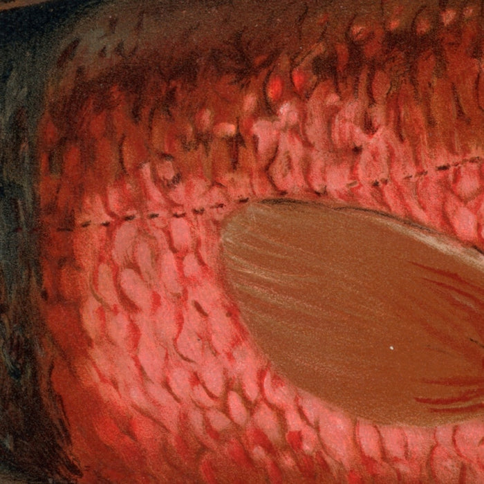 Sacramento Pike (Ptychocheilus oregonensis) by John L. Petrie, 1898
