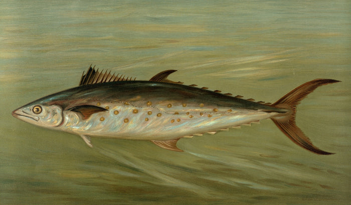 Scup (Stenotomus chrysops) by John L. Petrie, 1898