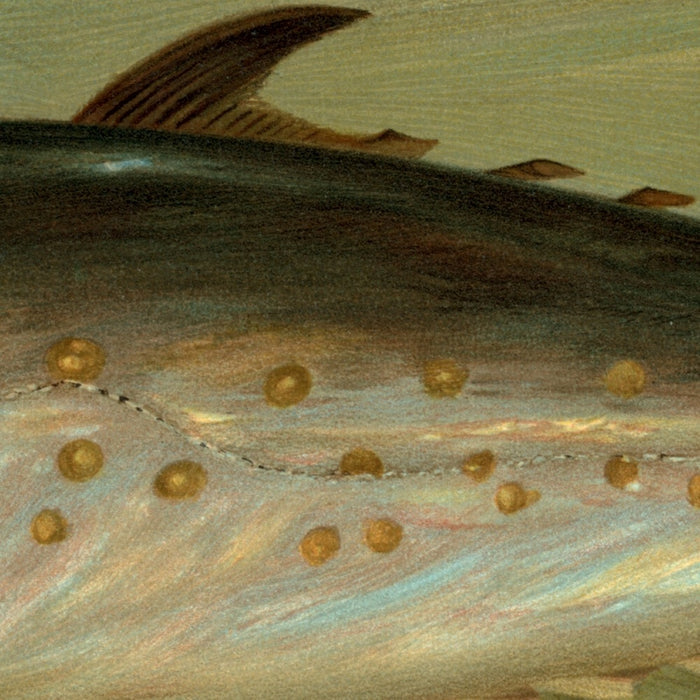 Scup (Stenotomus chrysops) by John L. Petrie, 1898