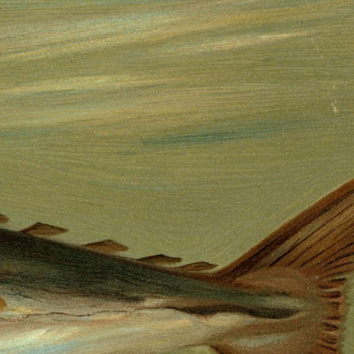 Scup (Stenotomus chrysops) by John L. Petrie, 1898