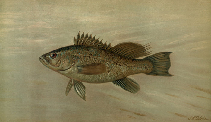 Sea Bass (Centropristes striatus) by John L. Petrie, 1898