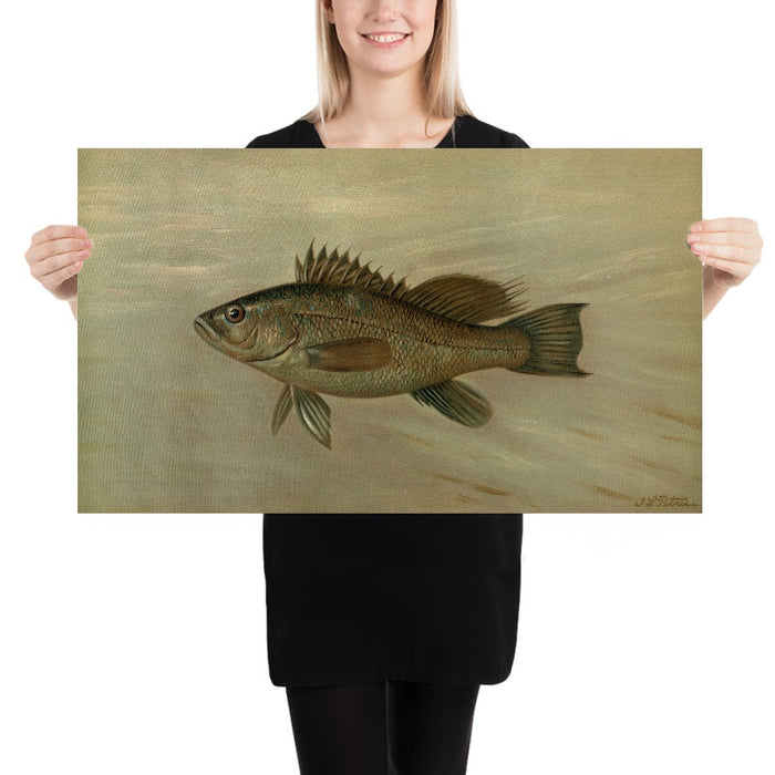 Sea Bass (Centropristes striatus) by John L. Petrie, 1898