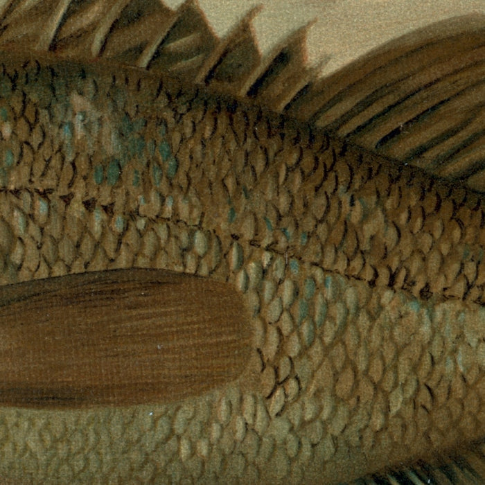 Sea Bass (Centropristes striatus) by John L. Petrie, 1898