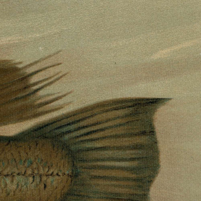 Sea Bass (Centropristes striatus) by John L. Petrie, 1898