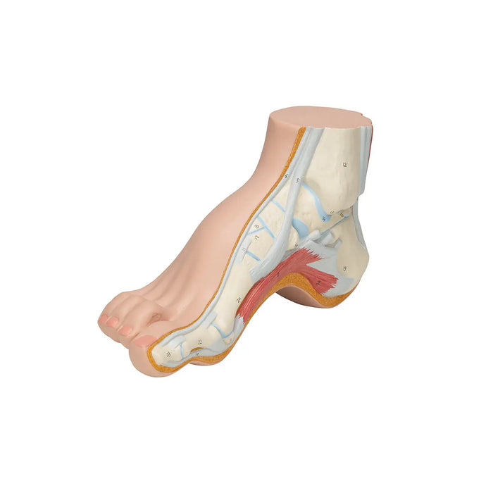 Skeleton of a hollow foot (Pes Cavus) - My Podiatry