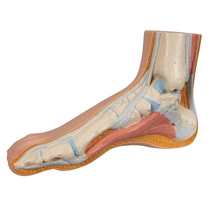 Skeleton of a normal foot - My Podiatry