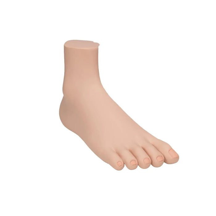 Skeleton of a normal foot - My Podiatry