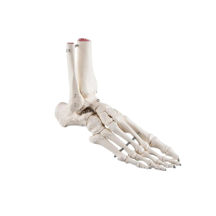 Skeleton of the foot with tibia and fibula (fibula) stump, on wire, side - My Podology