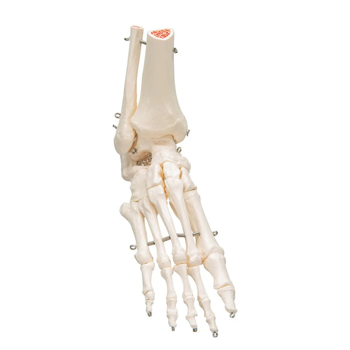 Skeleton of the foot with tibia and fibula (fibula) stump, on wire, side - My Podology