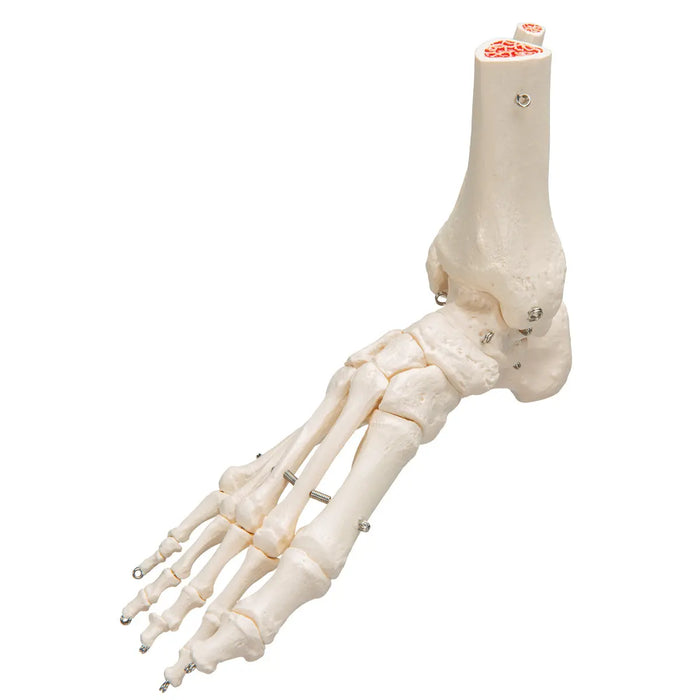 Skeleton of the foot with tibia and fibula (fibula) stump, on wire, side - My Podology