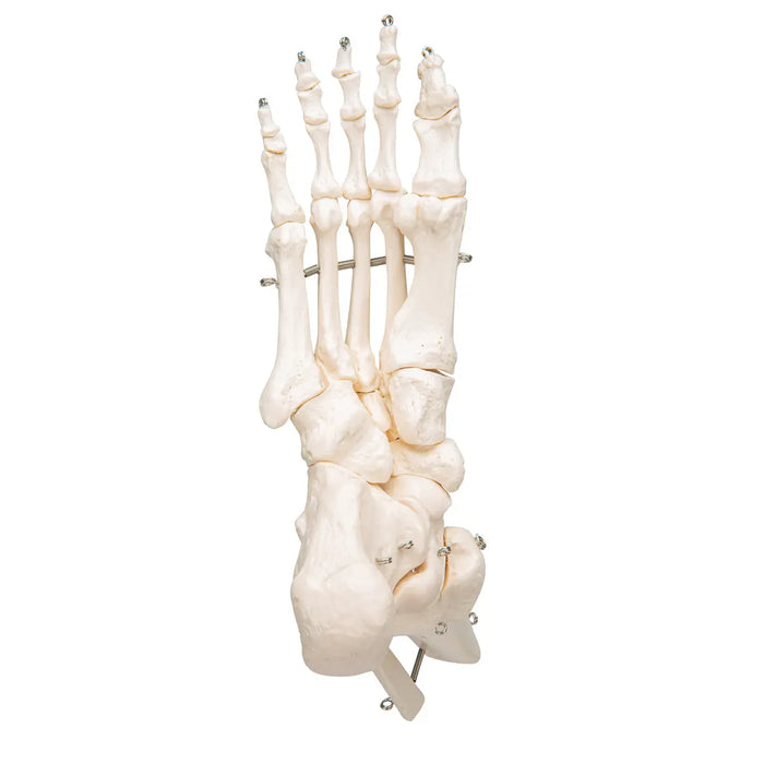 Skeleton of the foot with tibia and fibula (fibula) stump, on wire, side - My Podology