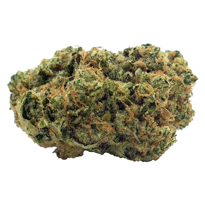Close-up, front-facing view of a single Sour Sucker Mints bud showing green and orange trichome-covered nugs against a white background