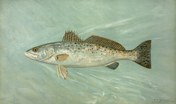 Spotted Sea Trout (Cynoscion maculatum) by John L. Petrie, 1898