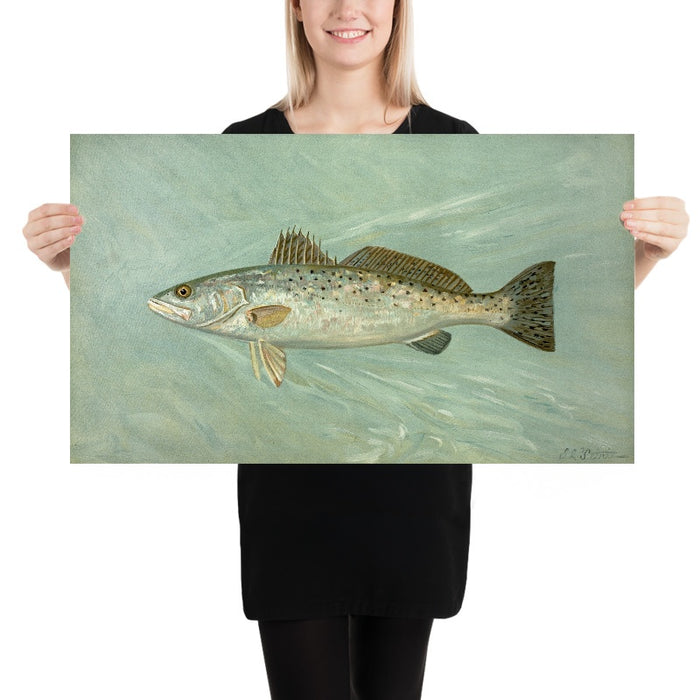 Spotted Sea Trout (Cynoscion maculatum) by John L. Petrie, 1898