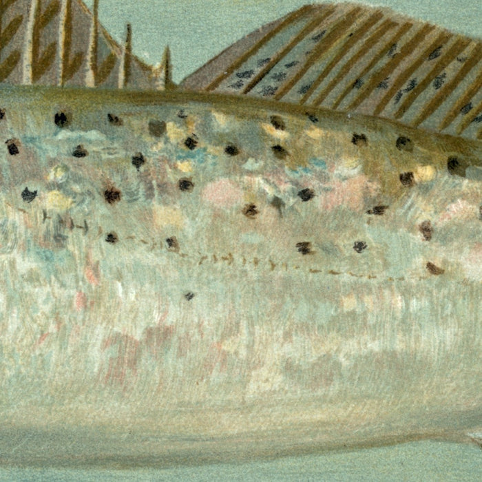 Spotted Sea Trout (Cynoscion maculatum) by John L. Petrie, 1898
