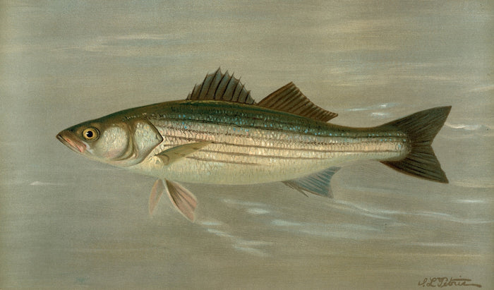 Striped Bass (Roccus lineatus) by John L. Petrie, 1898