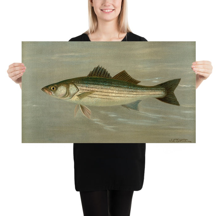 Striped Bass (Roccus lineatus) by John L. Petrie, 1898