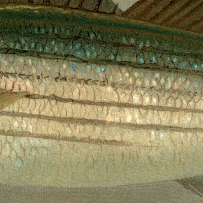 Striped Bass (Roccus lineatus) by John L. Petrie, 1898