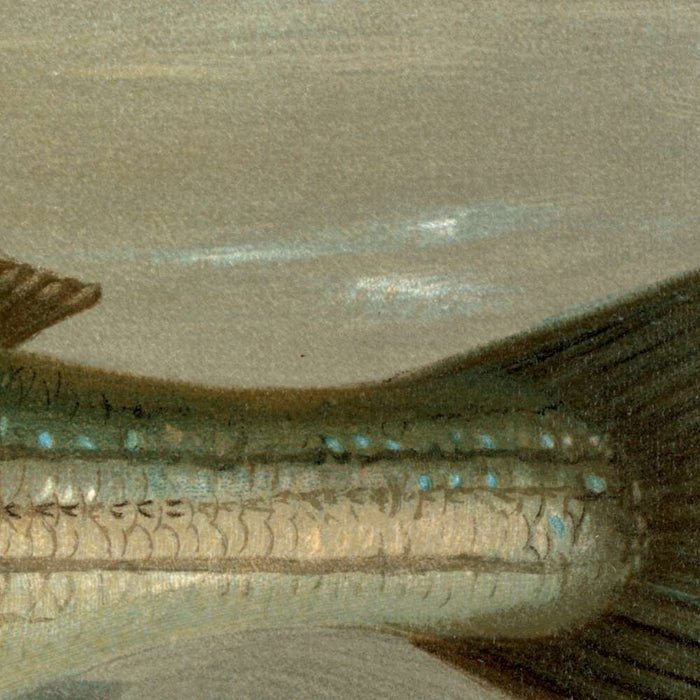 Striped Bass (Roccus lineatus) by John L. Petrie, 1898