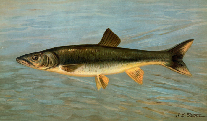Striped Mullet (Mugil brasiliensis) by John L. Petrie, 1898