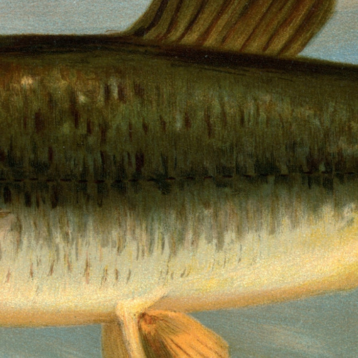 Striped Mullet (Mugil brasiliensis) by John L. Petrie, 1898