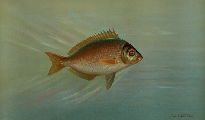 Tautog (Tautoga onitis) by John L. Petrie, 1898