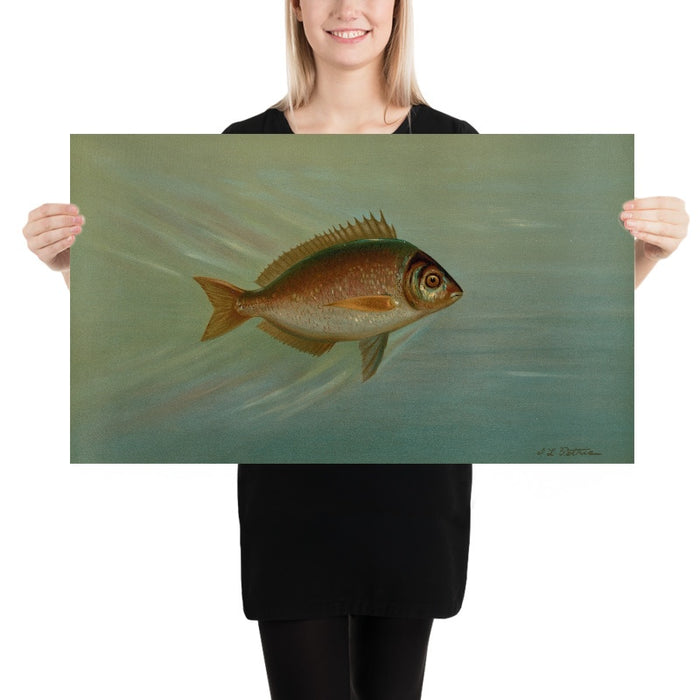 Tautog (Tautoga onitis) by John L. Petrie, 1898