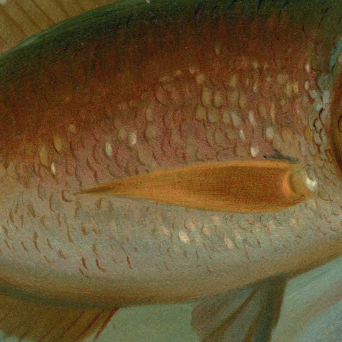 Tautog (Tautoga onitis) by John L. Petrie, 1898