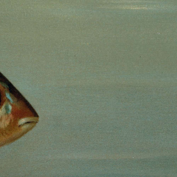 Tautog (Tautoga onitis) by John L. Petrie, 1898